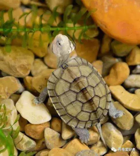 养龟分享：家里养龟有几个注意事项！